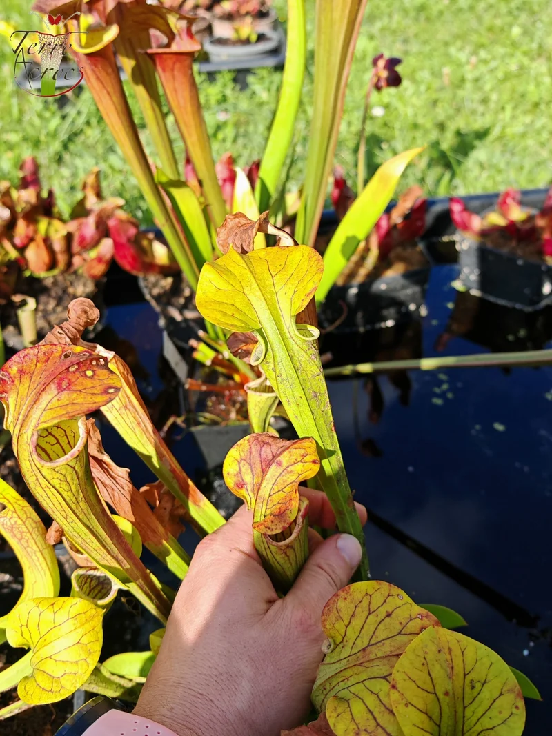 Graines Sarracenia 2025 (SOO01 x OP)