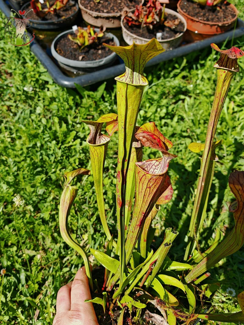 Graines Sarracenia 2025 (SOO01 x OP)