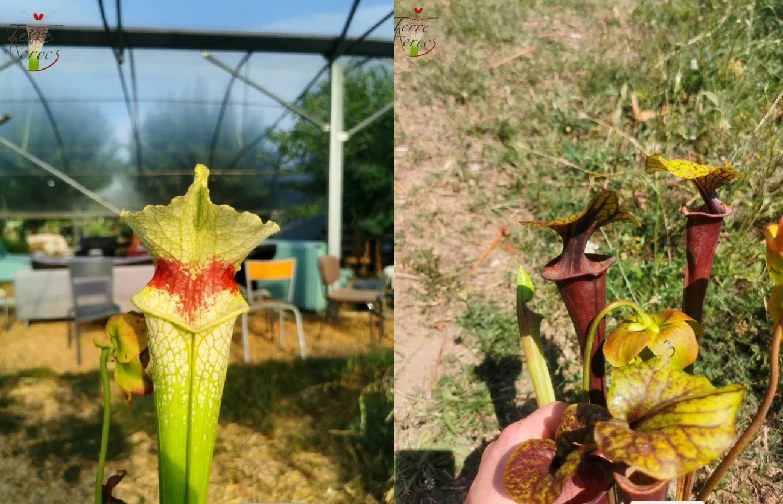 Graines Sarracenia 2023 (SXM12 x SFA02) (23.295)