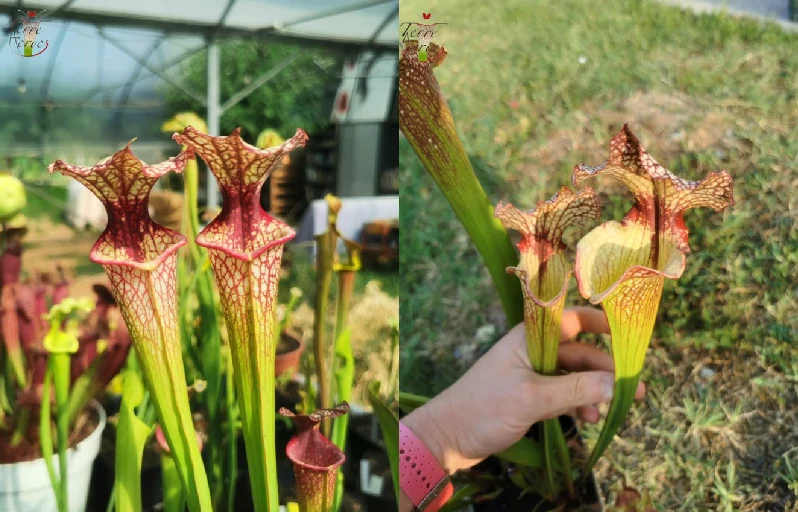 Graines Sarracenia 2023 (SXM10 x SXM13) (23.289)