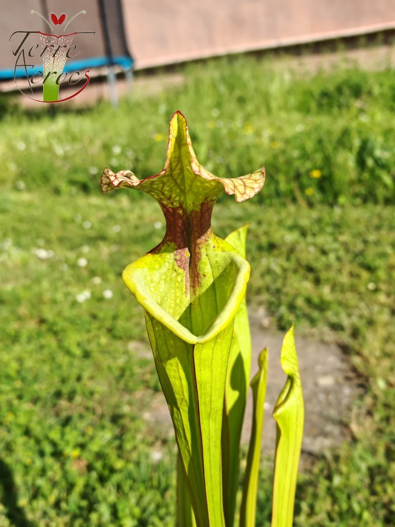 SX41U02 Sarracenia x (S. x moorei 'Leah Wilkerson' x S. x 'French Kiss')
