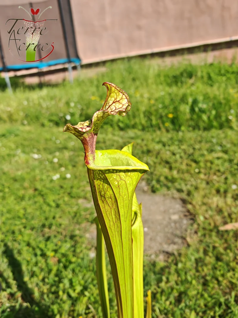 SX41U02 Sarracenia x (S. x moorei 'Leah Wilkerson' x S. x 'French Kiss')