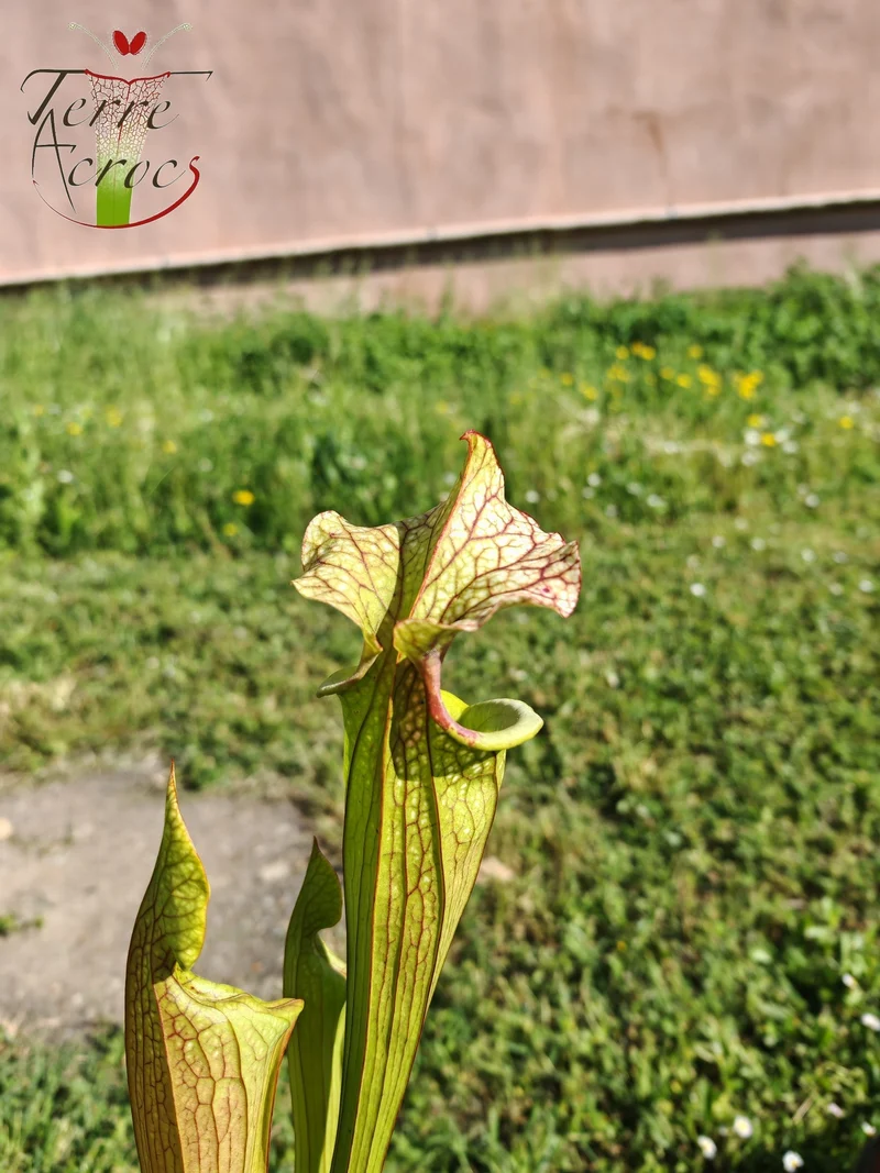 SX41U02 Sarracenia x (S. x moorei 'Leah Wilkerson' x S. x 'French Kiss')