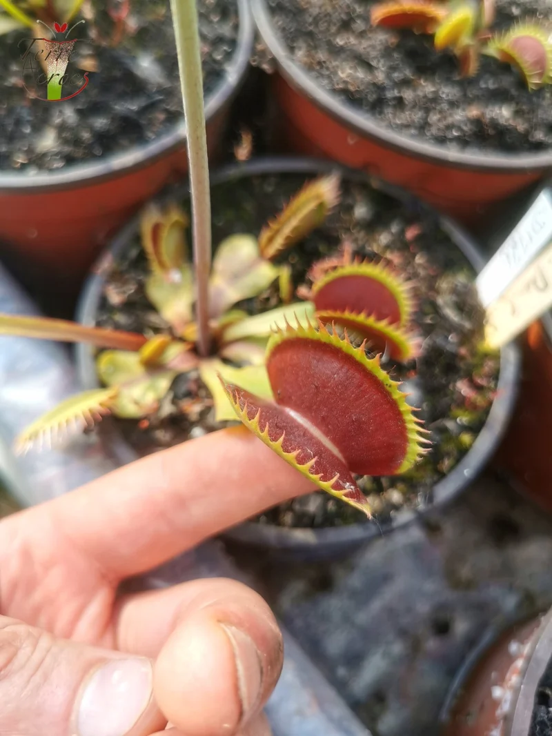 DM26 Dionaea muscipula -- "Dents Stress"