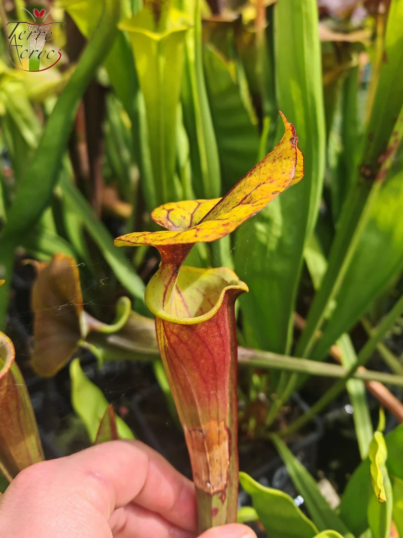 SFRB10 Sarracenia flava var. rubricorpora -- Klon Dennis Baldson
