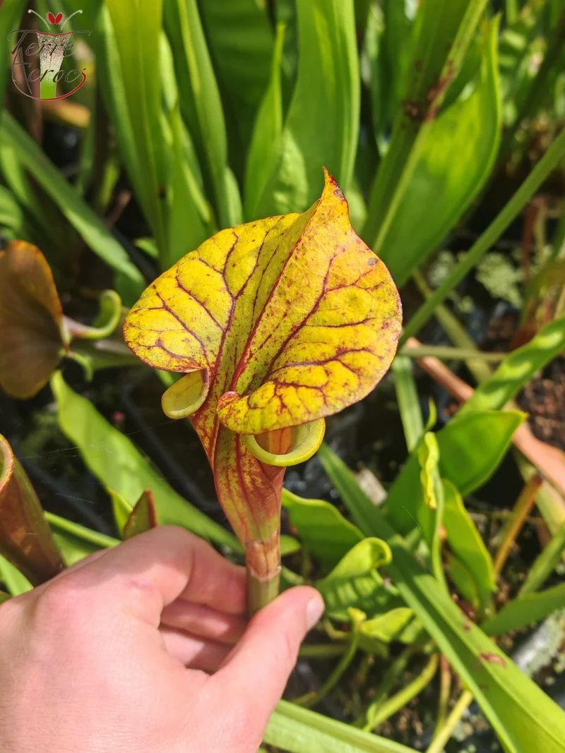 SFRB10 Sarracenia flava var. rubricorpora -- Klon Dennis Baldson