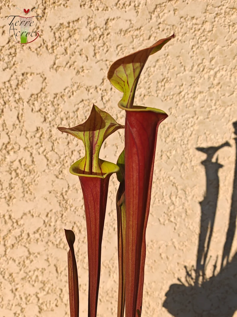 SFX10 Sarracenia flava var. cuprea (probablement hybridé avec flava. var. rubricorpora)(GB)