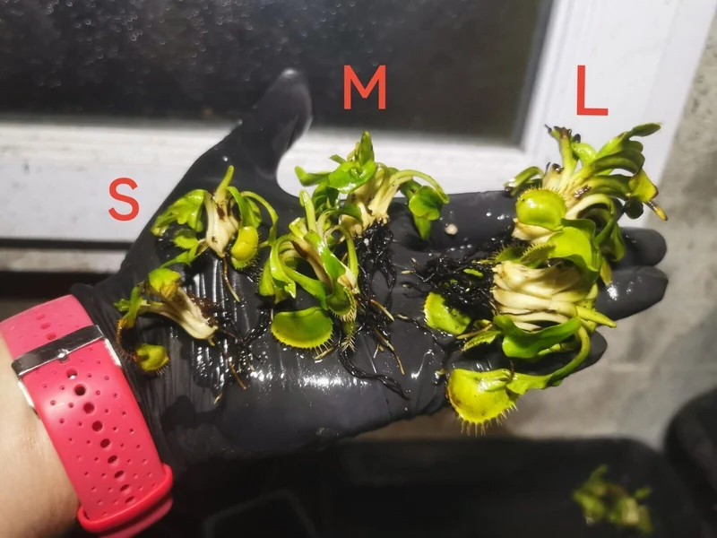 DM18 Dionaea muscipula -- "Giant Peach"