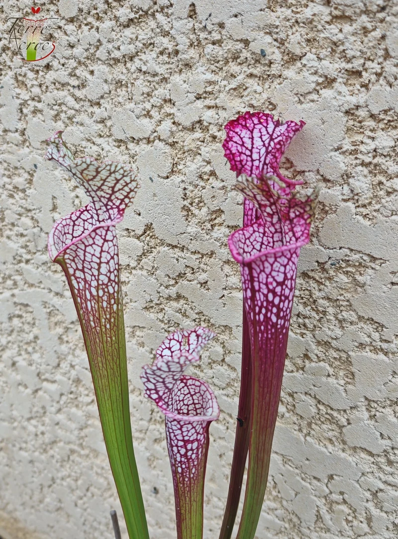 SL14 Sarracenia leucophylla -- (burgundy) Dark Pink Lip