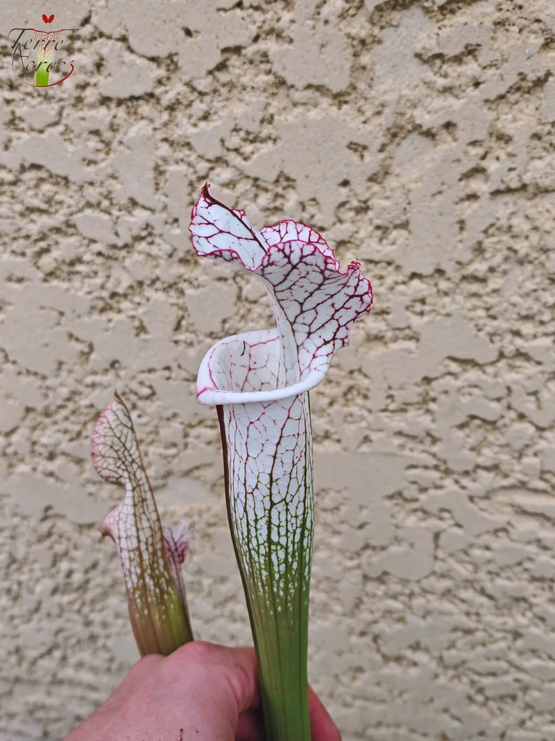SL27 Sarracenia leucophylla -- (L35c, MSrba)