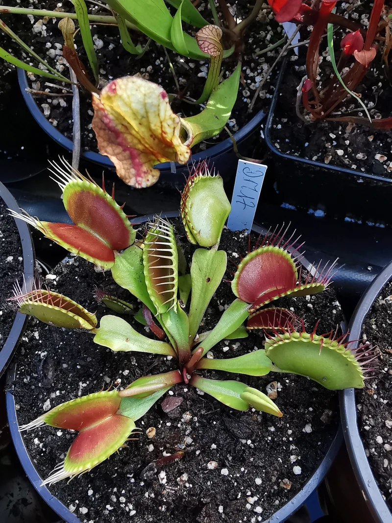 DM17 Dionaea muscipula -- 'Paradisia'