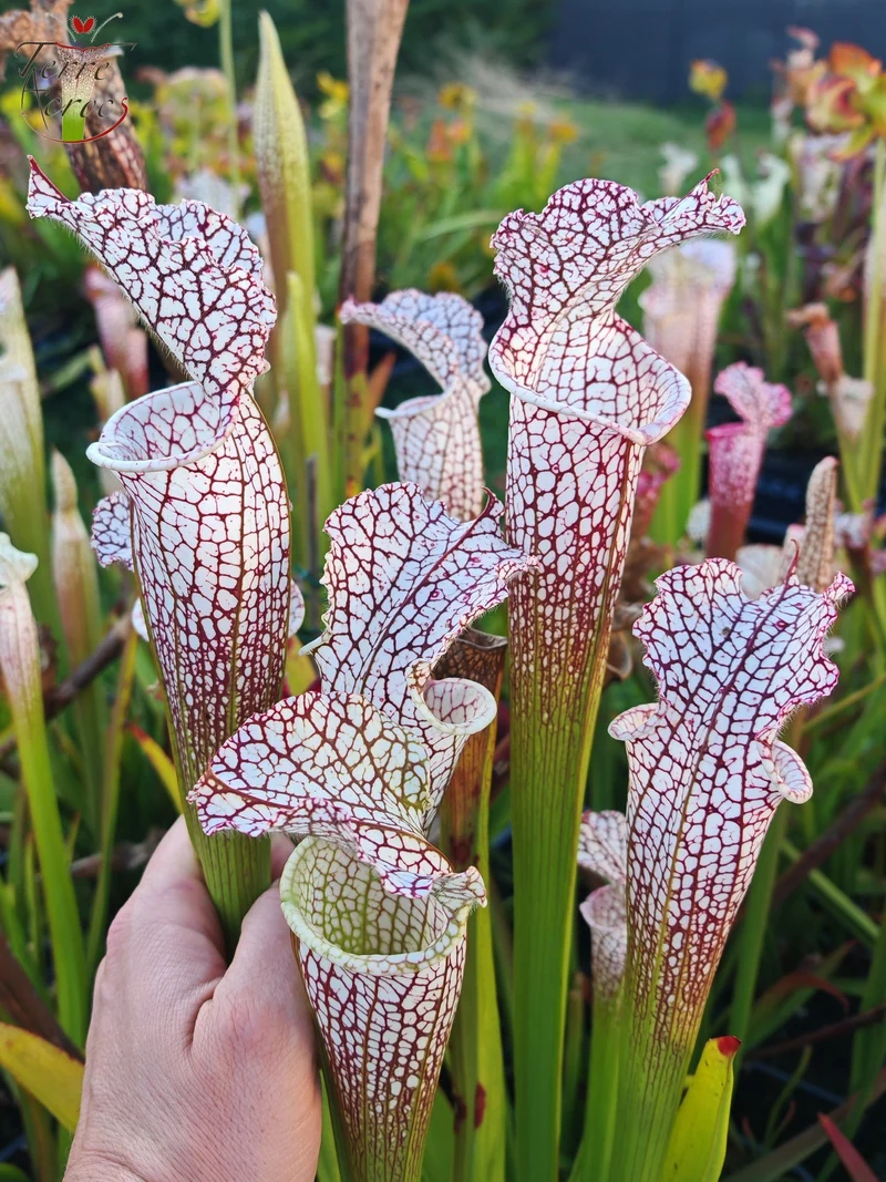 SL38 Sarracenia leucophylla -- 'Mont Blanc', F2