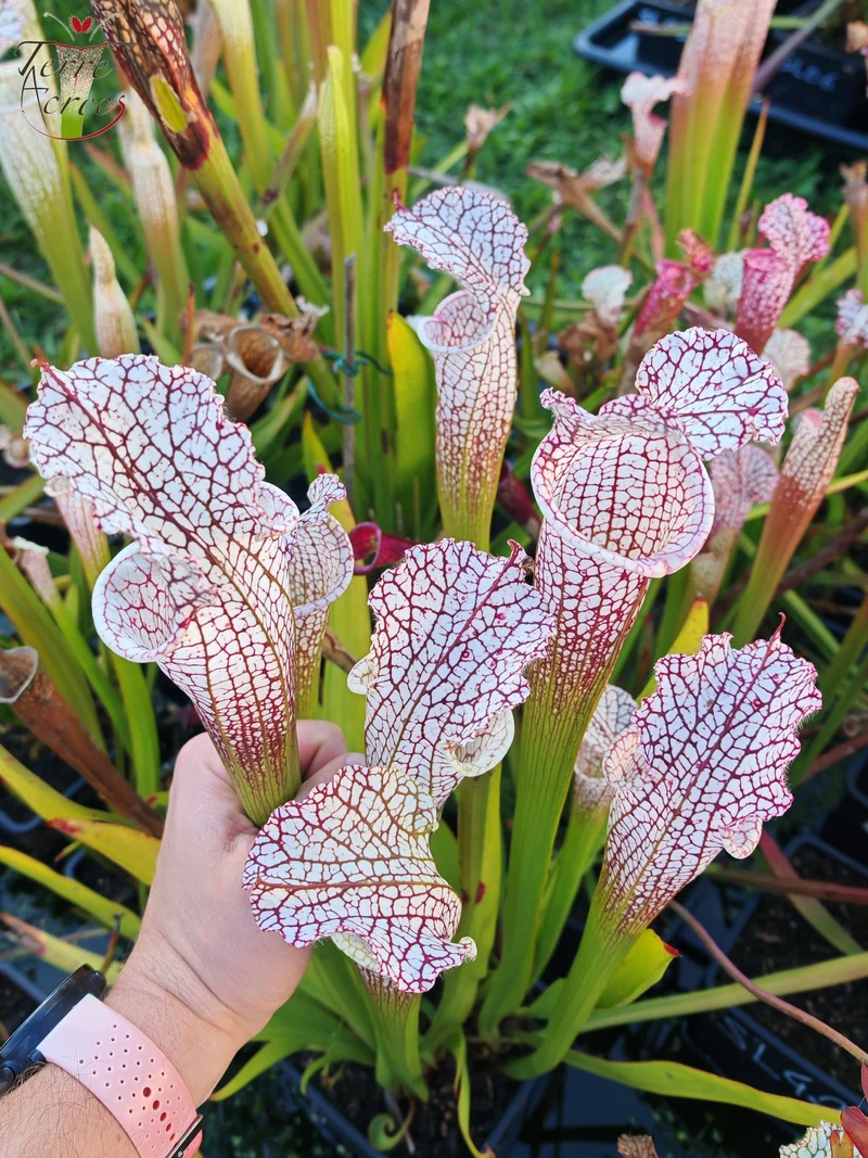SL38 Sarracenia leucophylla -- 'Mont Blanc', F2