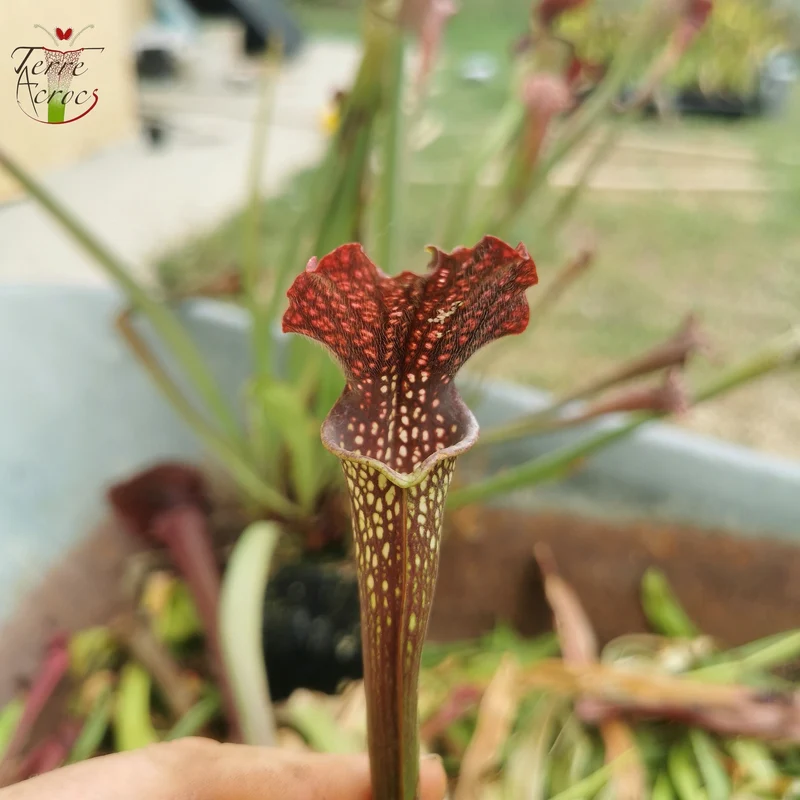 SXAR02 Sarracenia x areolata -- (S. alata var. nigropurpurea, CK x S. leucophylla -- "Helmut’s Delight")