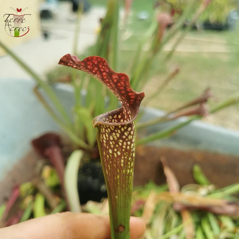 SXAR02 Sarracenia x areolata -- (S. alata var. nigropurpurea, CK x S. leucophylla -- "Helmut’s Delight")