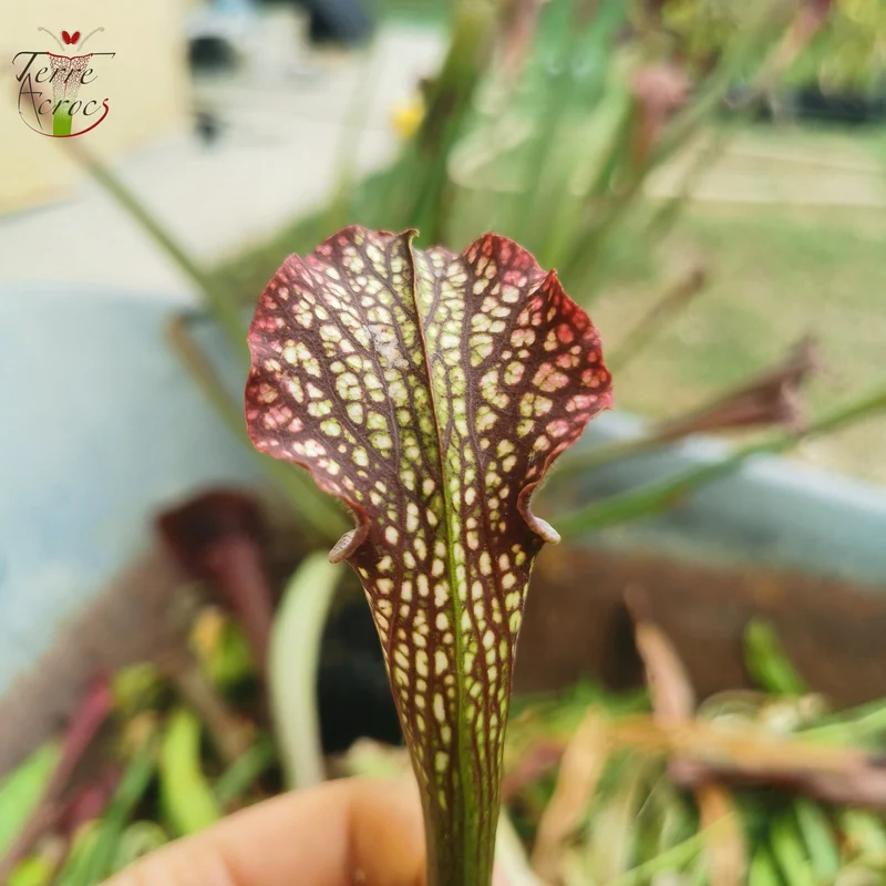 SXAR02 Sarracenia x areolata -- (S. alata var. nigropurpurea, CK x S. leucophylla -- "Helmut’s Delight")