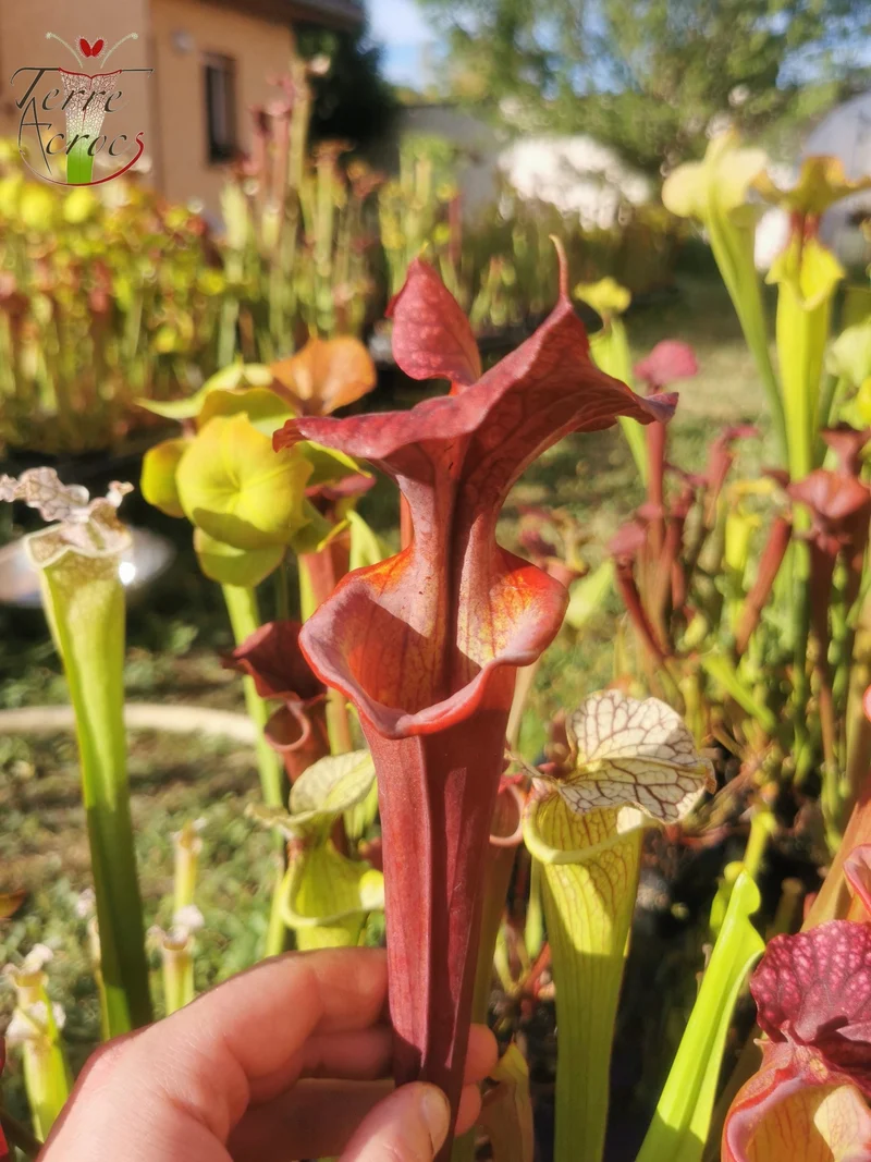 SX45 Sarracenia x "Kratos"