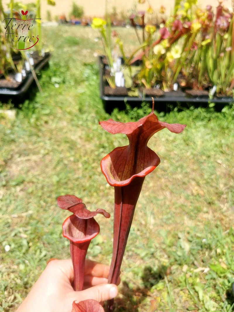 SX45 Sarracenia x "Kratos"
