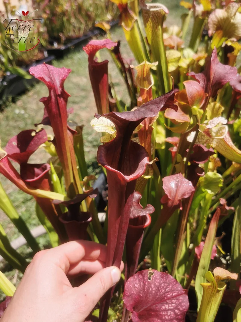 SX45 Sarracenia x "Kratos"