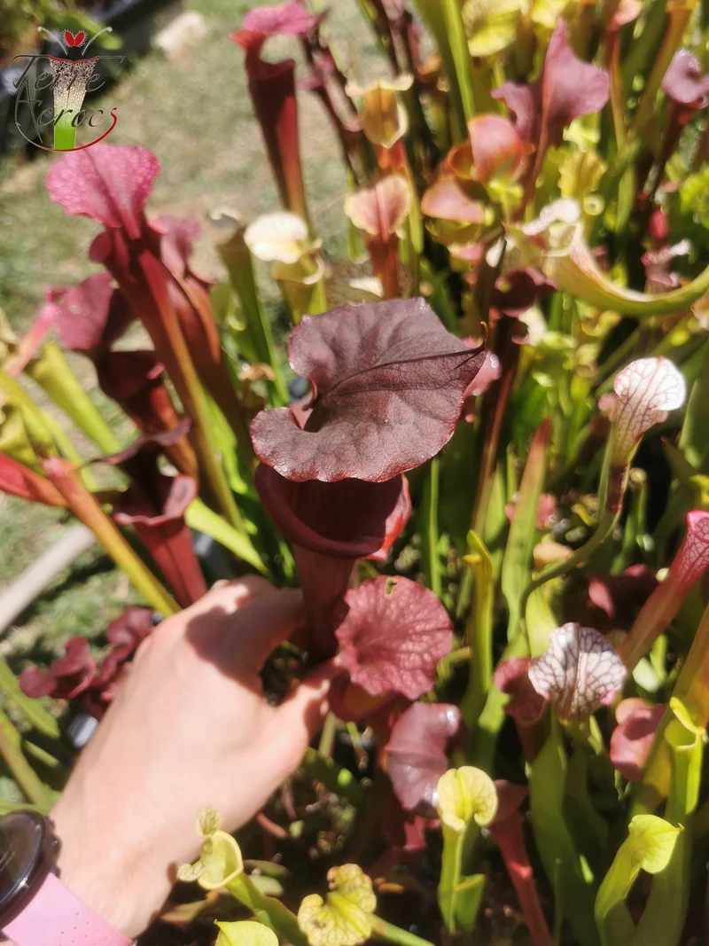 SX45 Sarracenia x "Kratos"