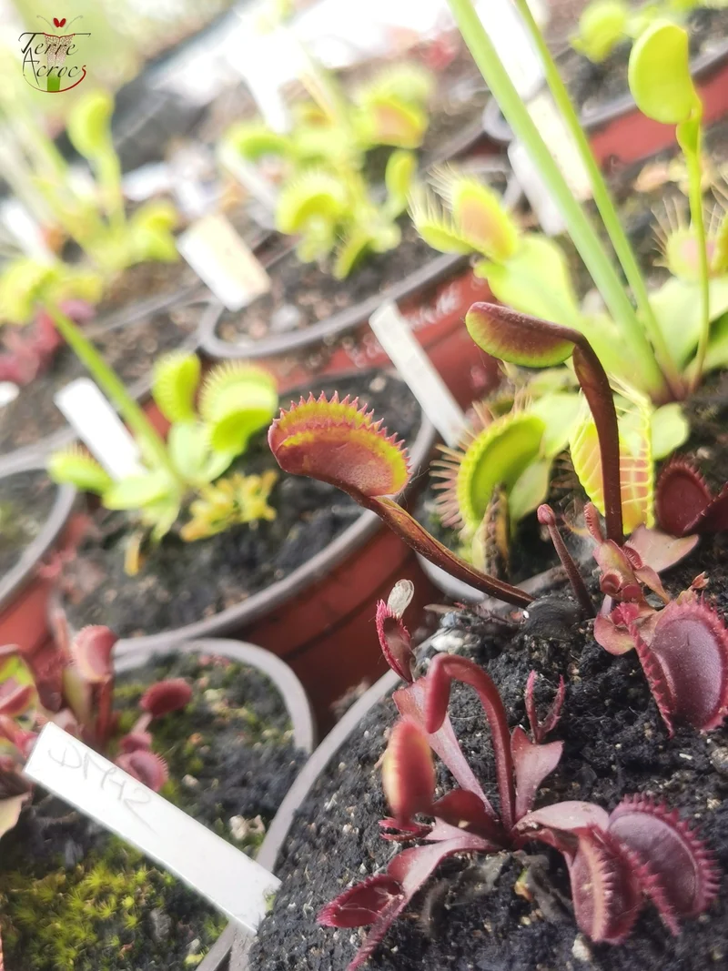 DM12 Dionaea muscipula -- 'Angioma'