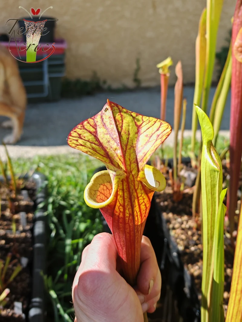 SX36b Sarracenia x (S. x moorei -- "Luben's Red" x S. flava var. ornata)(clone b)