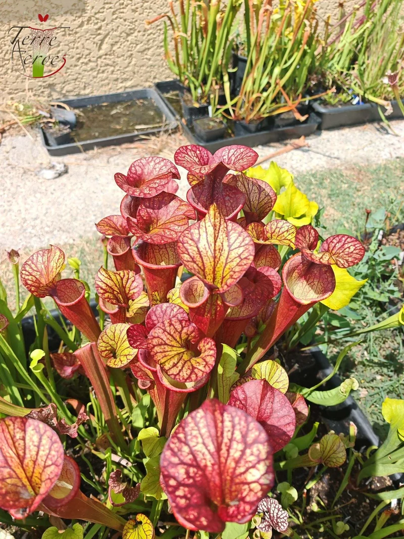 SX36b Sarracenia x (S. x moorei -- "Luben's Red" x S. flava var. ornata)(clone b)