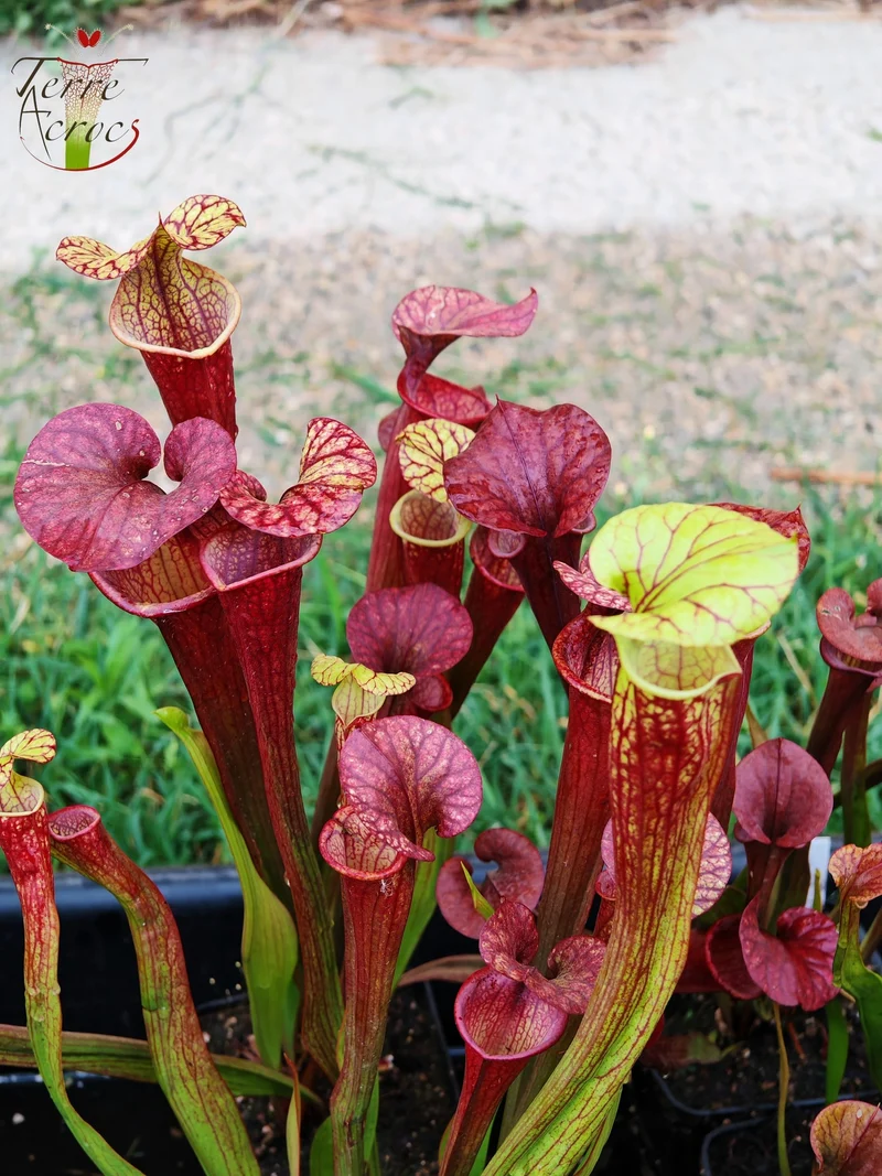 SX36b Sarracenia x (S. x moorei -- "Luben's Red" x S. flava var. ornata)(clone b)