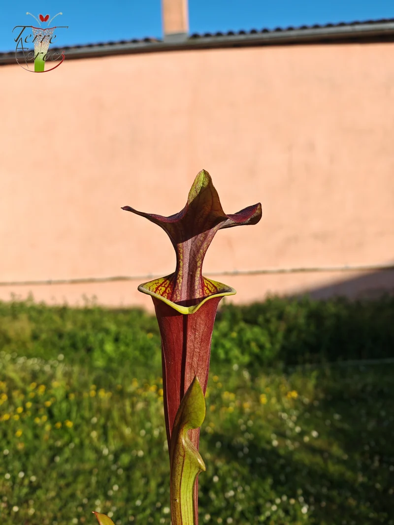 SFA08 Sarracenia flava var. atropurpurea -- (F196c, Msrba)