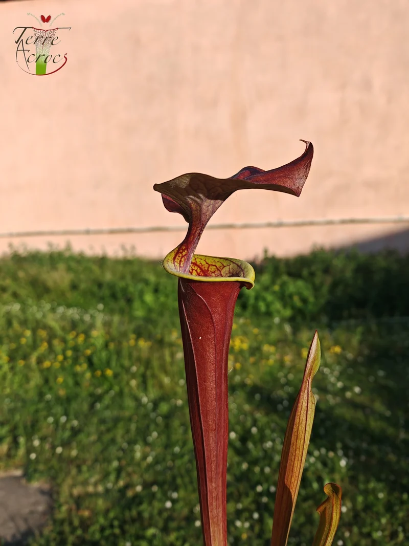SFA08 Sarracenia flava var. atropurpurea -- (F196c, Msrba)