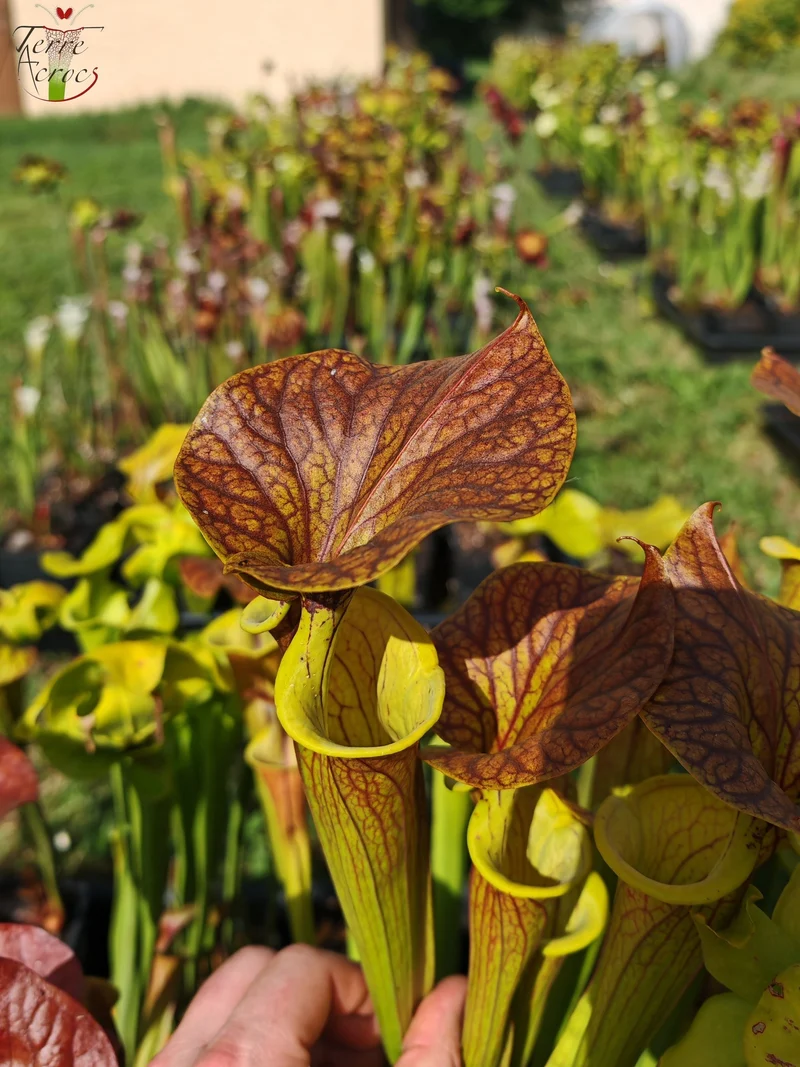 SFC03 Sarracenia flava var. cuprea -- Very Large form, Phil Sheridan (F153, MK)