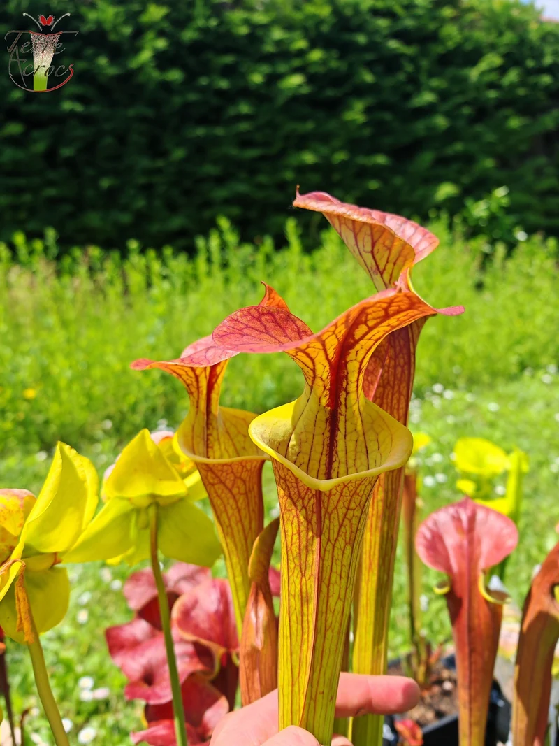 SFC03 Sarracenia flava var. cuprea -- Very Large form, Phil Sheridan (F153, MK)