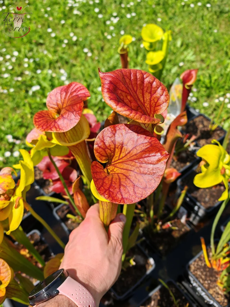 SFC03 Sarracenia flava var. cuprea -- Very Large form, Phil Sheridan (F153, MK)