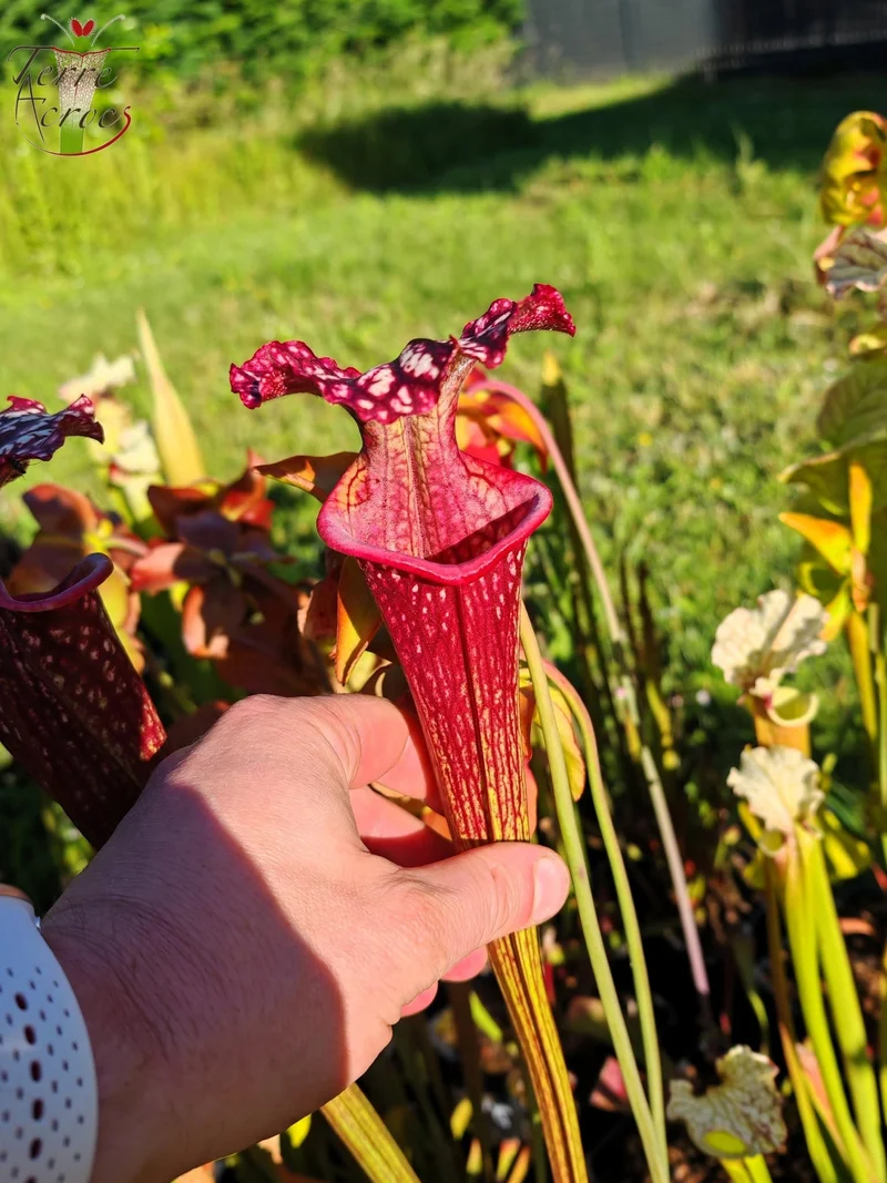 SX17 Sarracenia x (S. oreophila -- heavy veined x S. leucophylla -- large pink lipped)