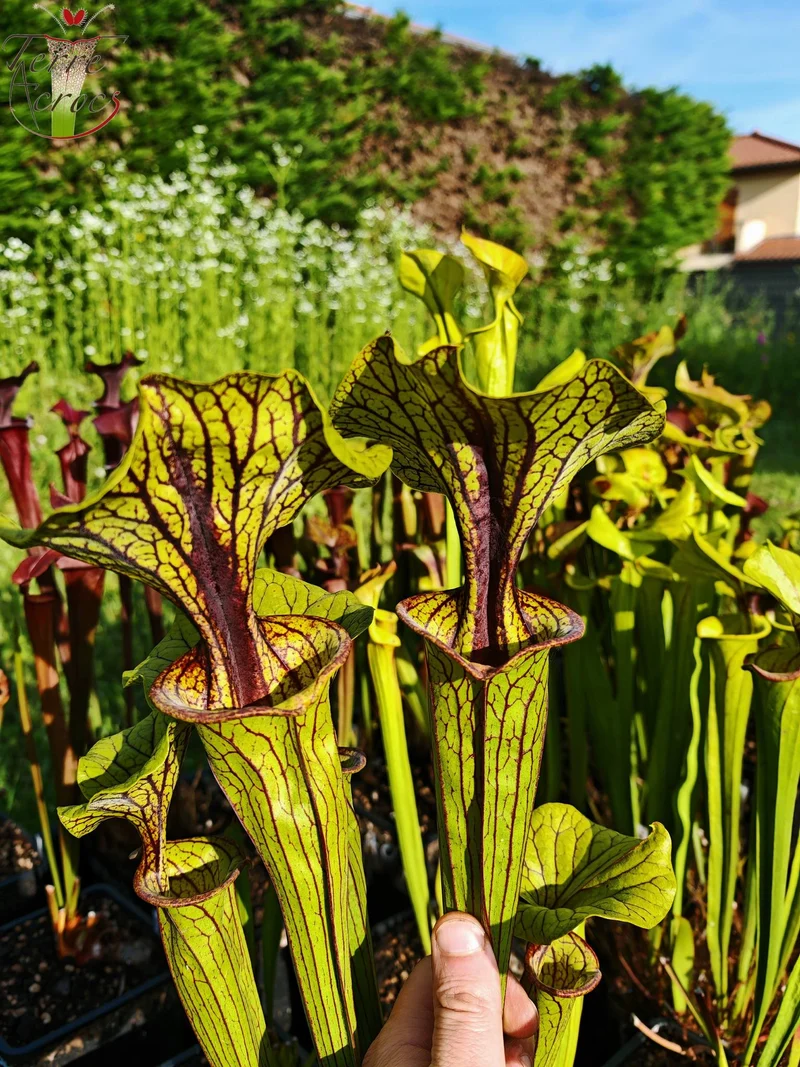 SFO03 Sarracenia flava var. ornata -- "Méga ornata"