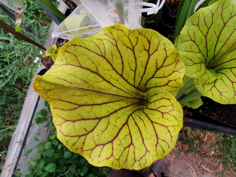 SFO03 Sarracenia flava var. ornata -- "Méga ornata"