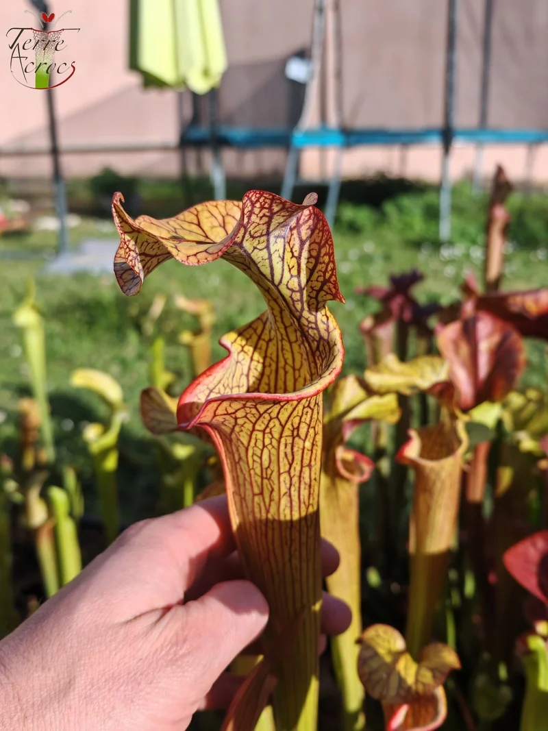SX40 Sarracenia x (‘Black Widow’ x S. x moorei – Wilkerson red, Walton Co, Fl)
