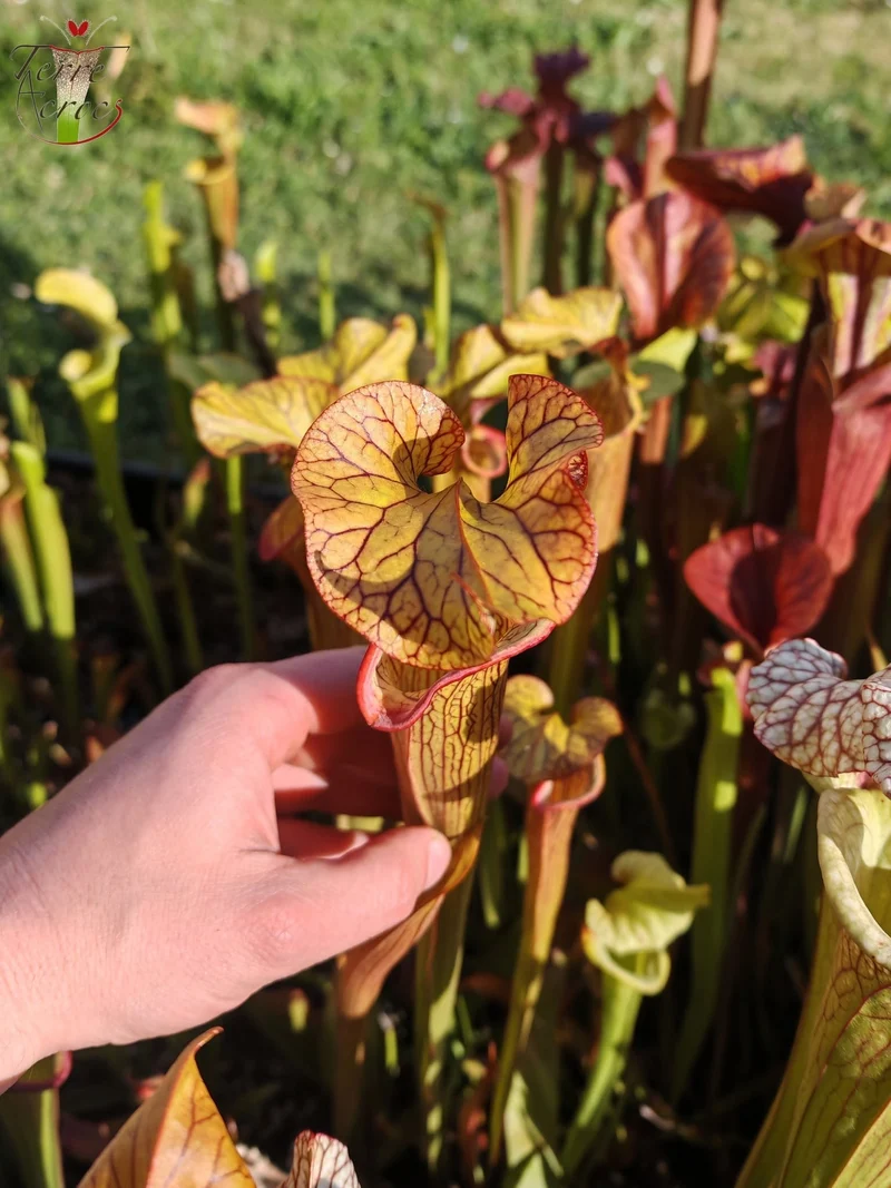 SX40 Sarracenia x (‘Black Widow’ x S. x moorei – Wilkerson red, Walton Co, Fl)