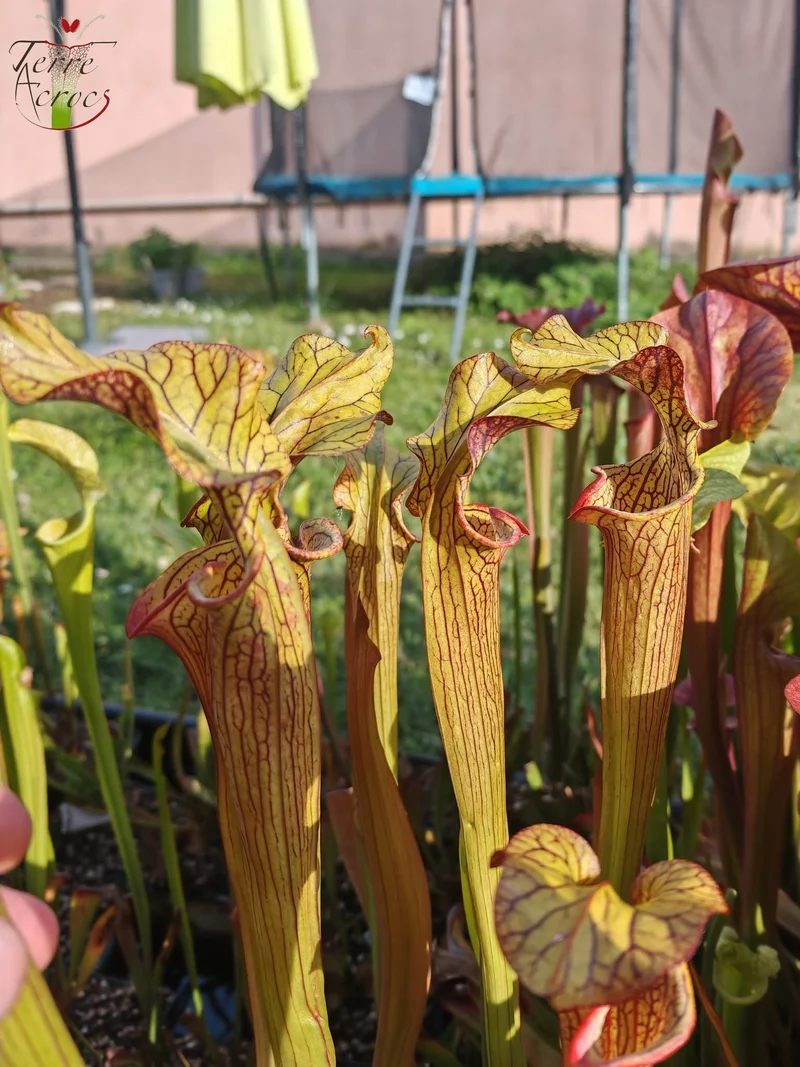SX40 Sarracenia x (‘Black Widow’ x S. x moorei – Wilkerson red, Walton Co, Fl)