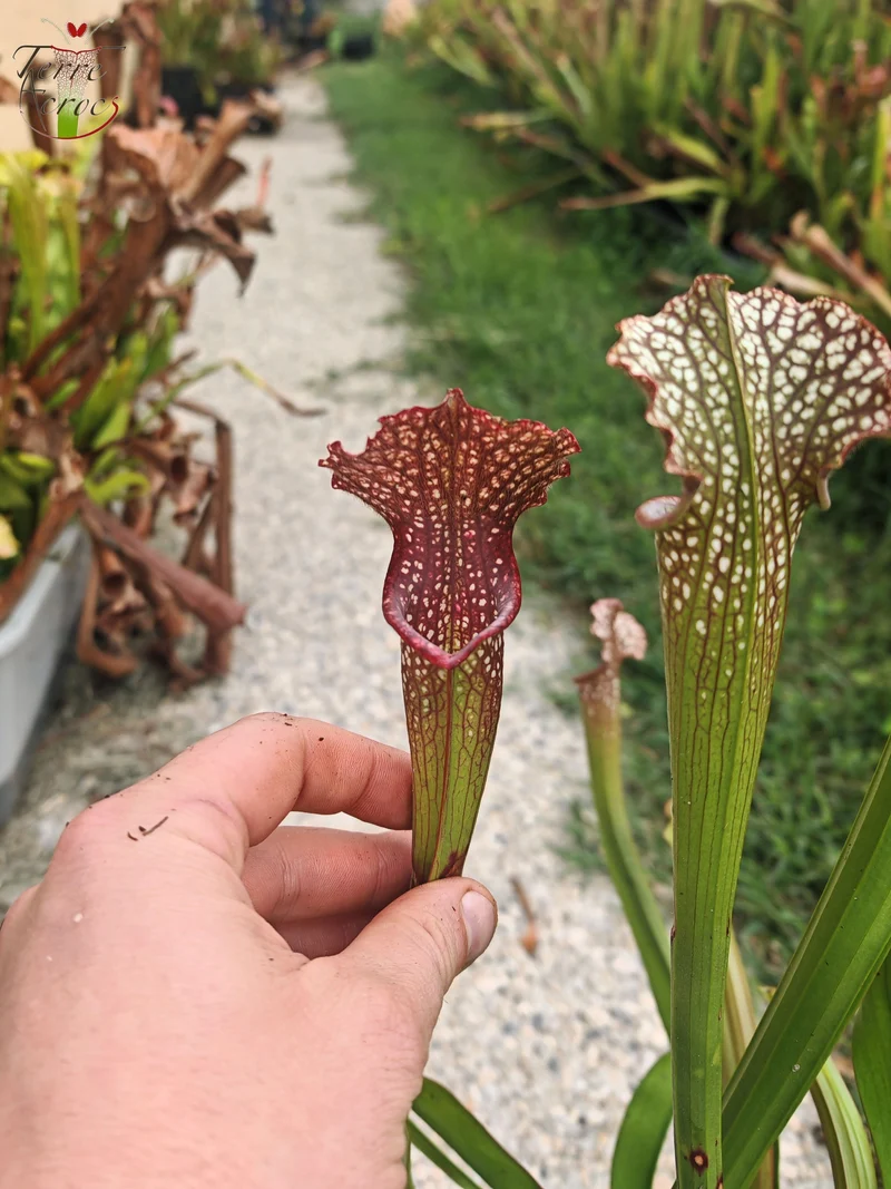 U20 Sarracenia hybride unique
