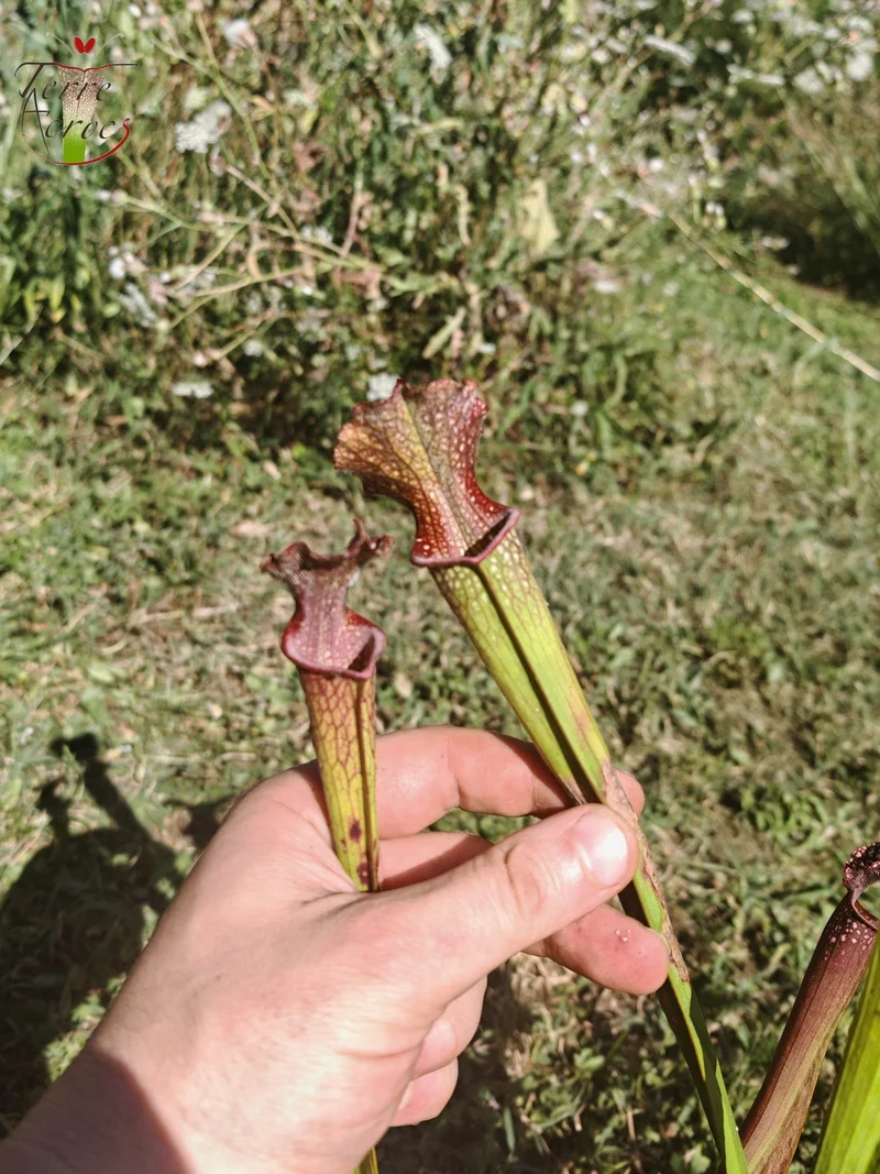 U20 Sarracenia hybride unique