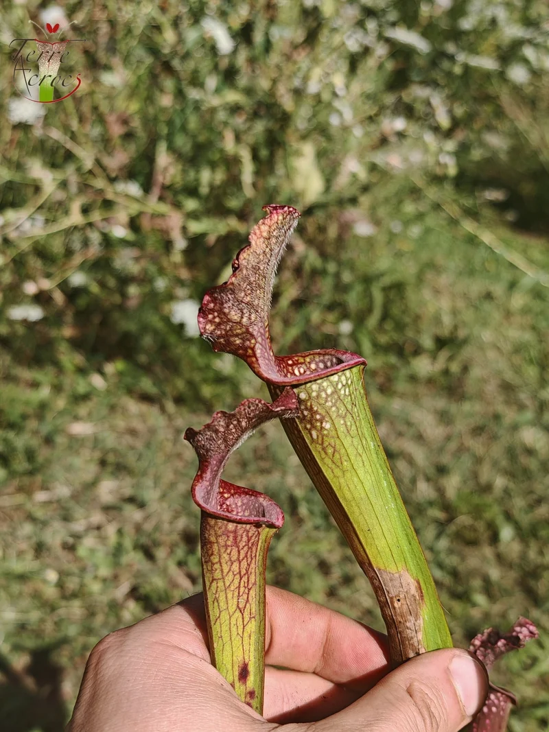 U20 Sarracenia hybride unique