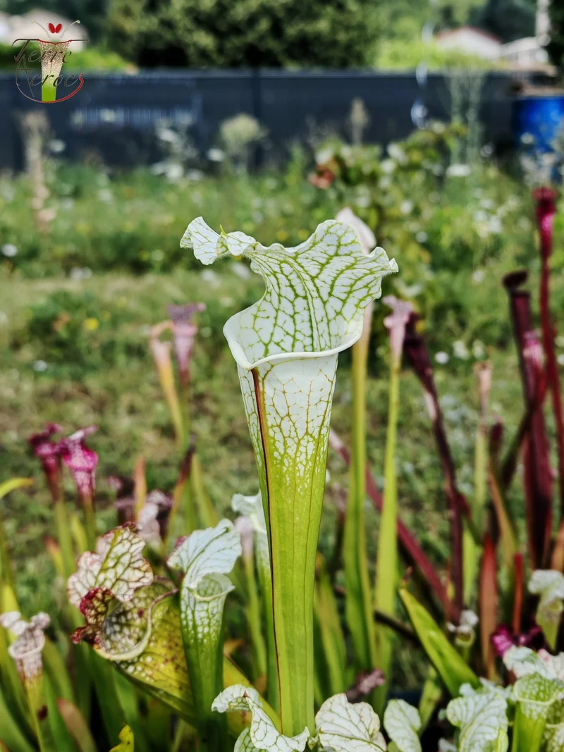 SL15 Sarracenia leucophylla -- ('Schnell's Ghost' x 'Hurricane Creek White' (clone f))