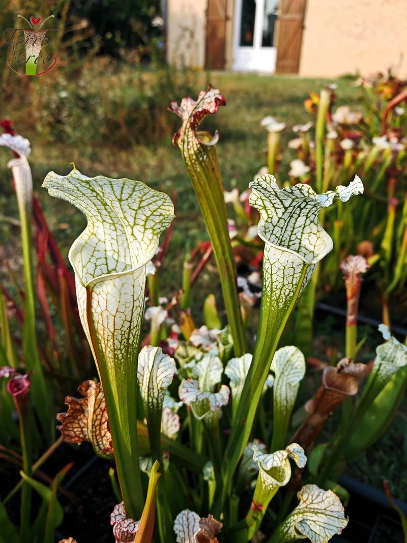 SL15 Sarracenia leucophylla -- ('Schnell's Ghost' x 'Hurricane Creek White' (clone f))