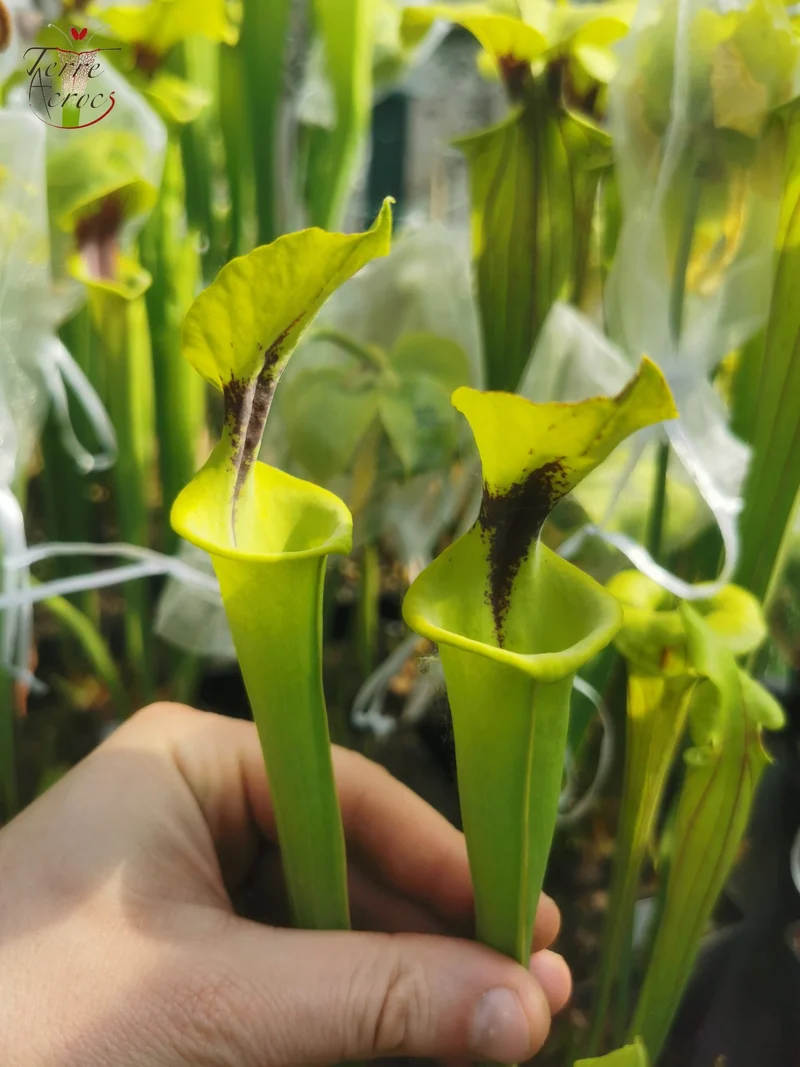SFF01 Sarracenia flava -- petite forme, tâche noire