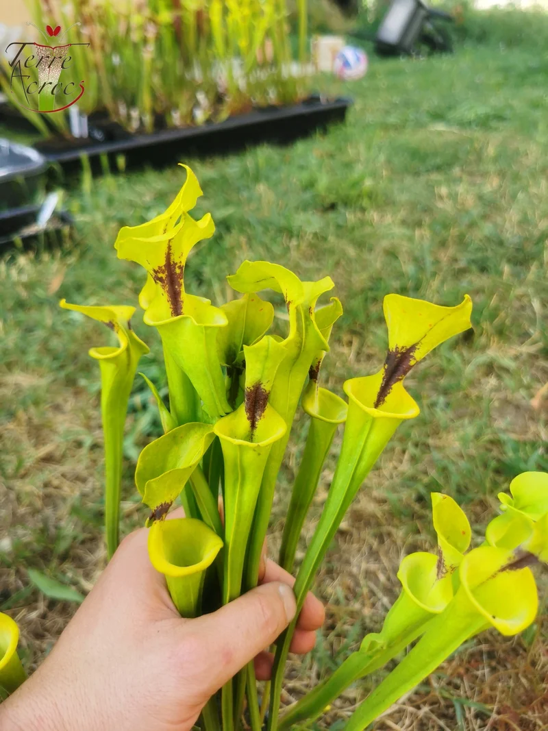 SFF01 Sarracenia flava -- petite forme, tâche noire