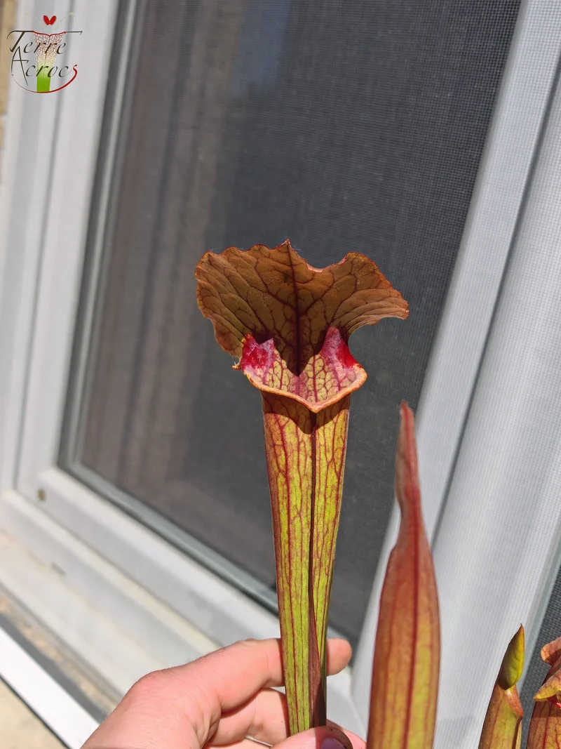 SX22b Sarracenia x (S. flava var. ornata x S. x mitchelliana)(clone b)