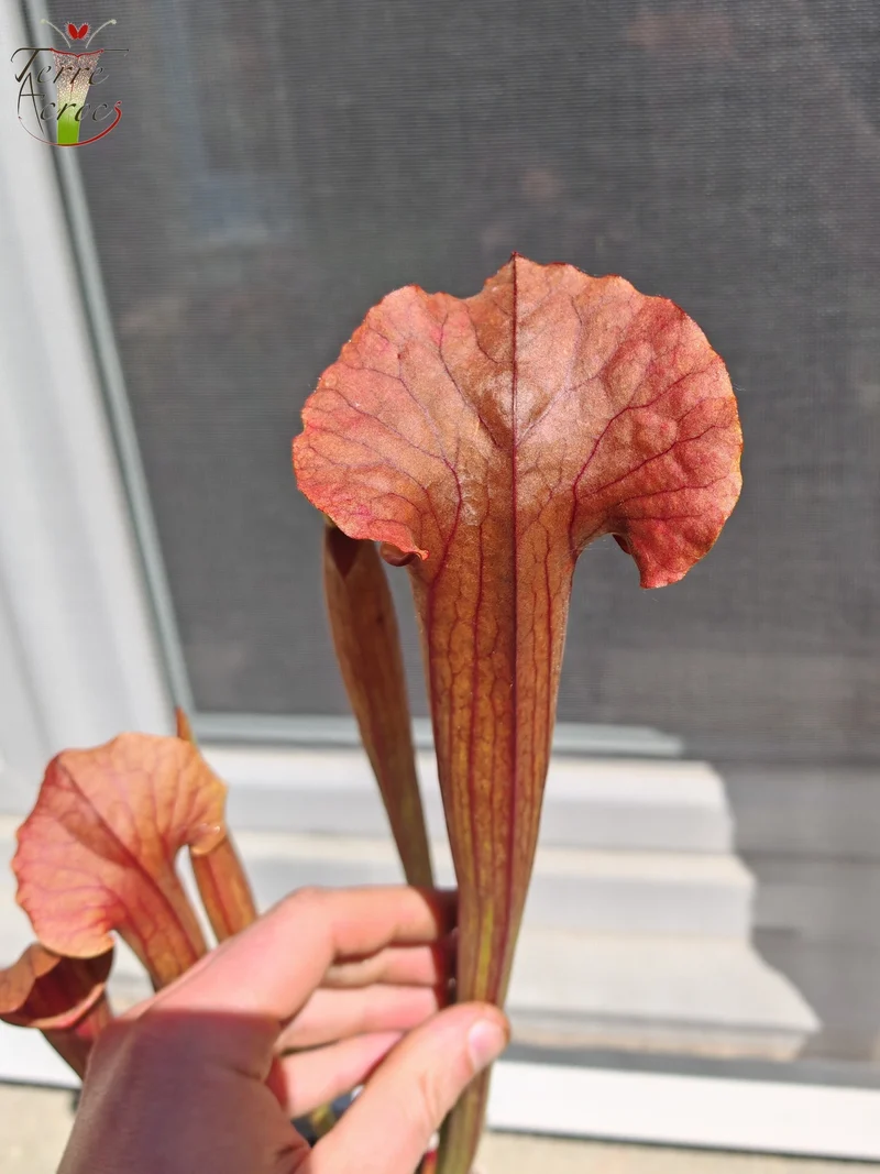 SX22b Sarracenia x (S. flava var. ornata x S. x mitchelliana)(clone b)