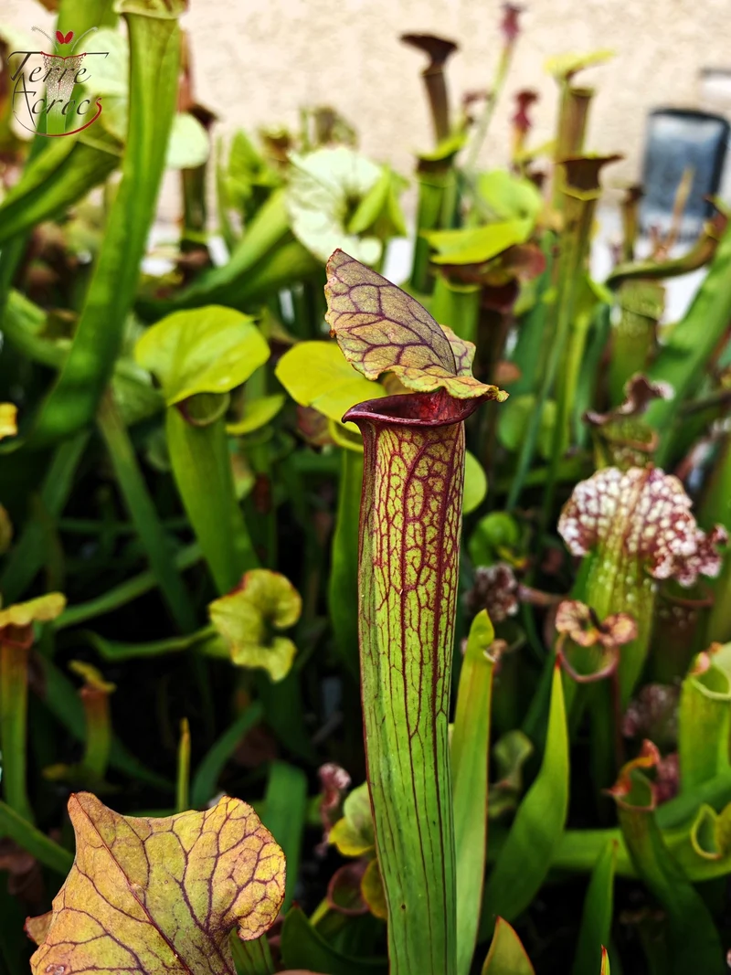 SX22b Sarracenia x (S. flava var. ornata x S. x mitchelliana)(clone b)