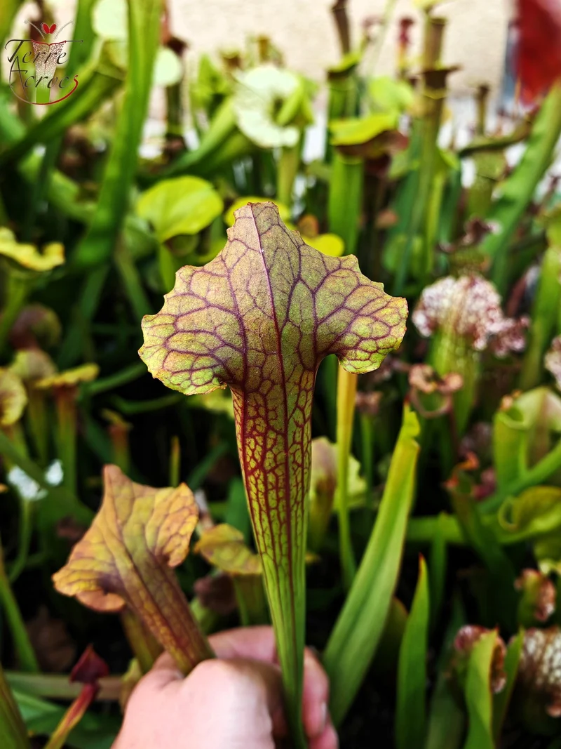 SX22b Sarracenia x (S. flava var. ornata x S. x mitchelliana)(clone b)
